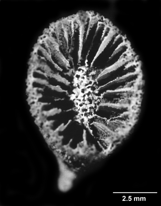 Notophyllia semivestita, calicular view Notophyllia semivestita, calicular view