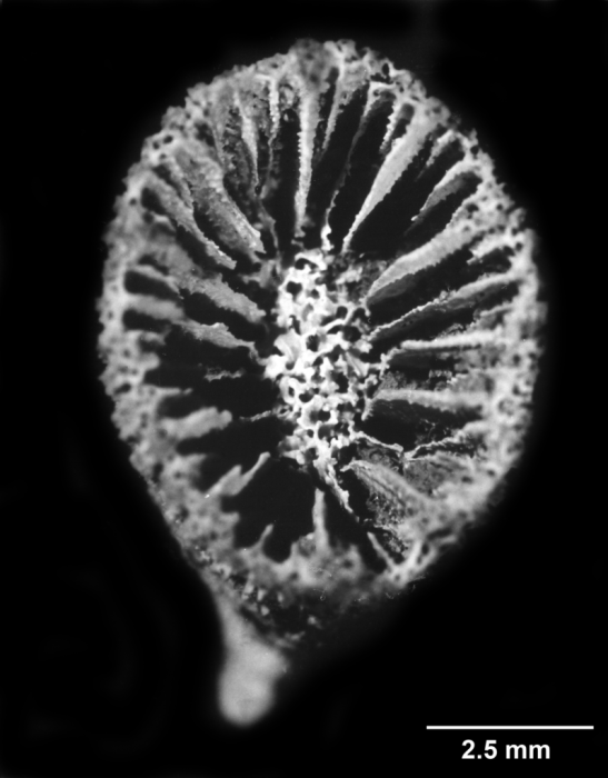 Notophyllia semivestita, calicular view