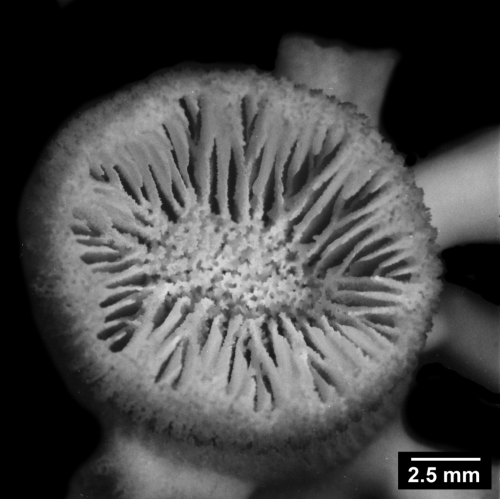 Eguchipsammia cornucopia, calicular view