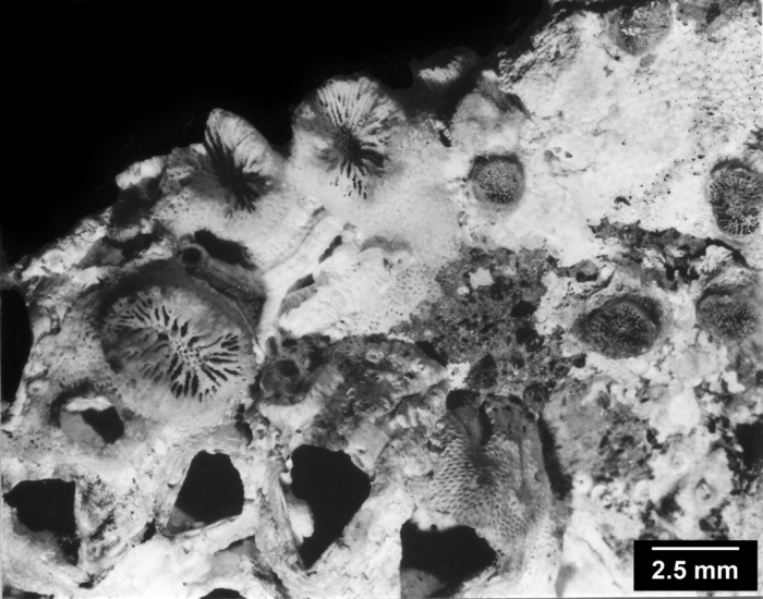 Rhizopsammia pulchra, reptoid colony Rhizopsammia pulchra, reptoid colony