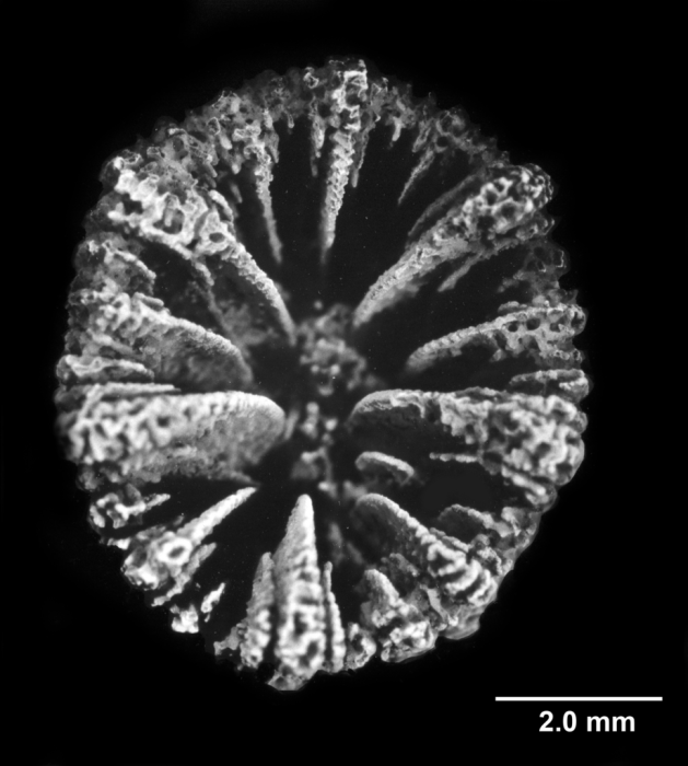 Cladopsammia rolandi, calicular view Cladopsammia rolandi, calicular view