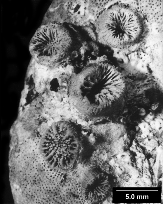 Rhizopsammia pulchra, reptoid colony Rhizopsammia pulchra, reptoid colony