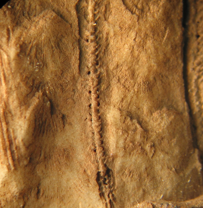 Lectotype of Stylohelia mamillata, the type species of the genus Lectotype of Stylohelia mamillata, the type species of the genus