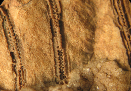 Lectotype of Stylohelia mamillata, the type species of the genus