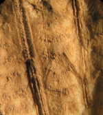 Lectotype of Stylohelia mamillata, the type species of the genus