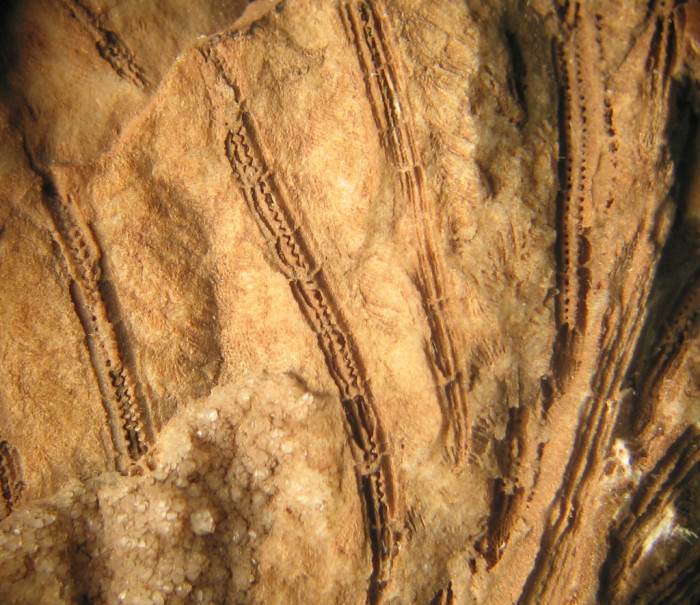 Lectotype of Stylohelia mamillata, the type species of the genus Lectotype of Stylohelia mamillata, the type species of the genus