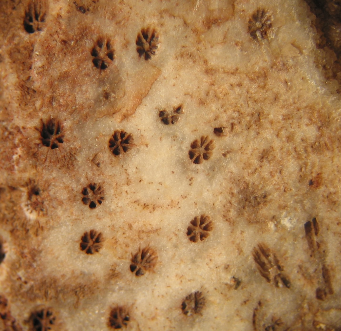 Lectotype of Stylohelia mamillata, the type species of the genus Lectotype of Stylohelia mamillata, the type species of the genus