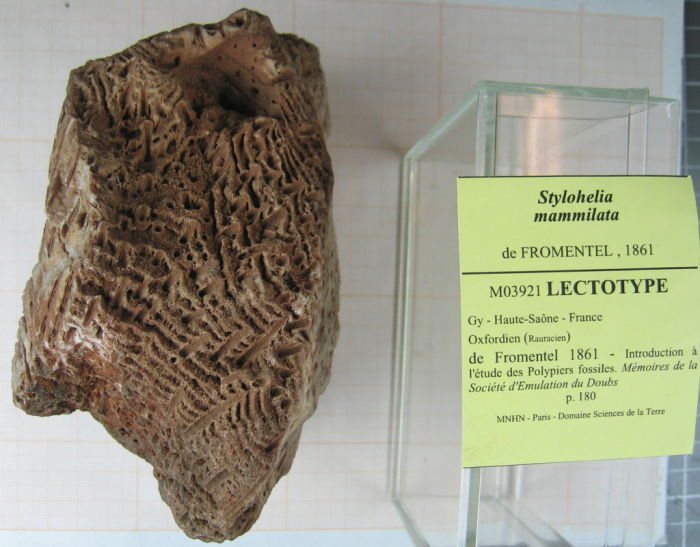 Lectotype of Stylohelia mamillata, the type species of the genus Lectotype of Stylohelia mamillata, the type species of the genus