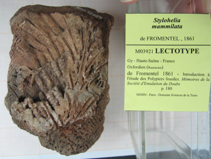 Lectotype of Stylohelia mamillata, the type species of the genus Lectotype of Stylohelia mamillata, the type species of the genus