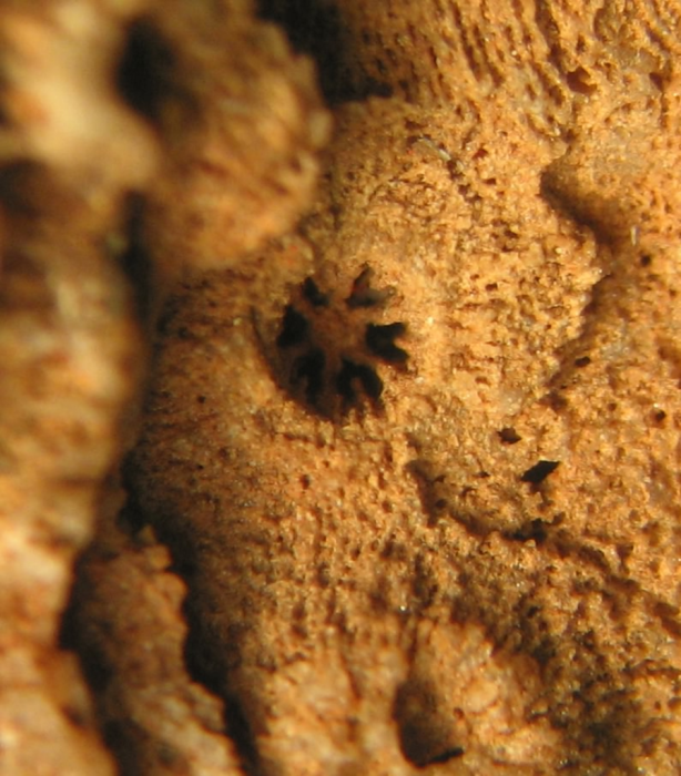 Lectotype of Stylohelia mamillata, the type species of the genus Lectotype of Stylohelia mamillata, the type species of the genus