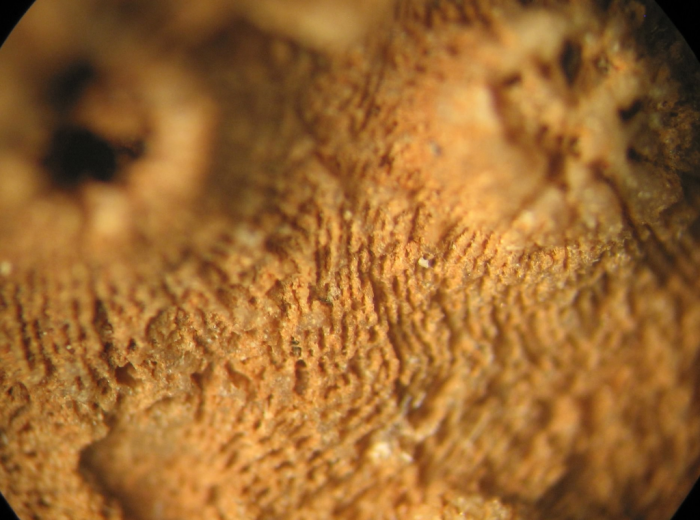 Lectotype of Stylohelia mamillata, the type species of the genus Lectotype of Stylohelia mamillata, the type species of the genus