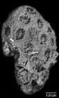 Paleoastroides michelini, entire corallum