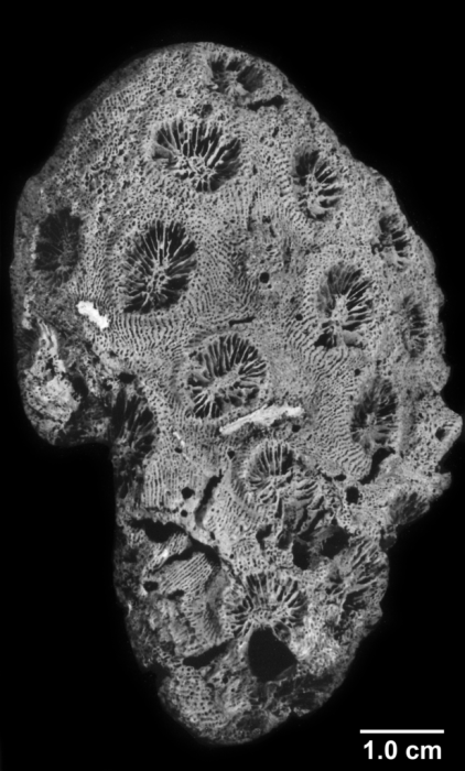 Paleoastroides michelini, entire corallum Paleoastroides michelini, entire corallum