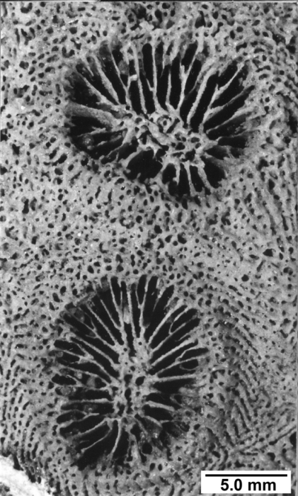 Paleoastroides michelini,two corallites Paleoastroides michelini,two corallites