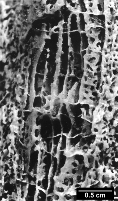 Paleoastroides michelini, tabular endothecal dissepiments Paleoastroides michelini, tabular endothecal dissepiments