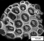 Astroides calycularis, cerioid corallum