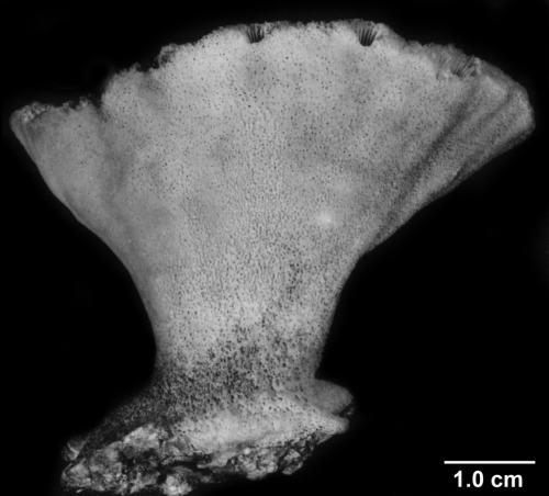 Turbinaria sp. cf T. crater, side view of a small colony