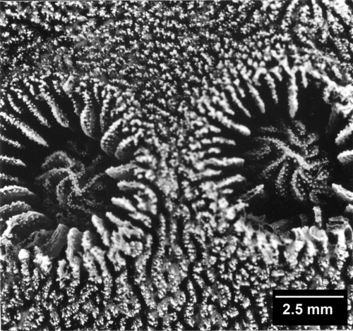 Turbiniaria peltata, two corallites with well-developed columellas