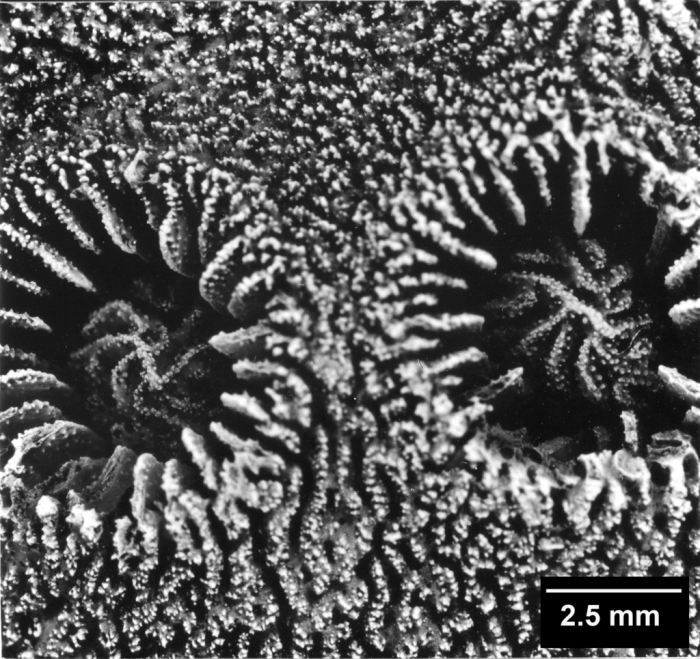 Turbiniaria peltata, two corallites with well-developed columellas Turbiniaria peltata, two corallites with well-developed columellas