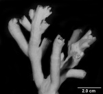 Dendrophyllia ramea, small colony