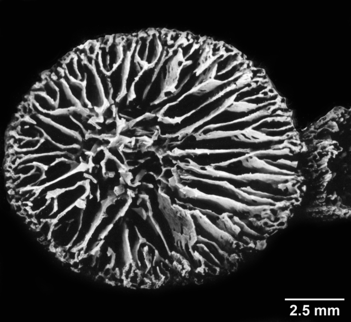 Dendrophyllia ramea, calice view, showing Portalès plan Dendrophyllia ramea, calice view, showing Portalès plan