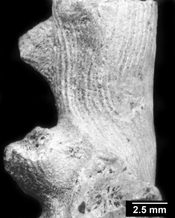 Enallopsammia scillae, two corallites with rostra Enallopsammia scillae, two corallites with rostra
