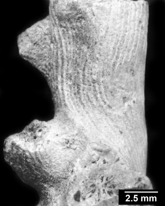 Enallopsammia scillae, two corallites with rostra