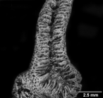 stichopsammia sp., calicular view