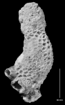 Astrangia (Coenangia) conferta colony