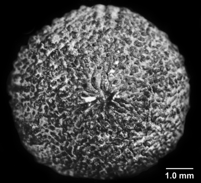 Kumbiopsammia besairiei, basal view Kumbiopsammia besairiei, basal view
