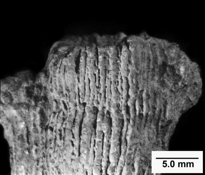 Rhabdopsammia lanquinei, side view Rhabdopsammia lanquinei, side view