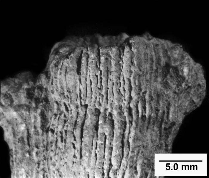 Rhabdopsammia lanquinei, side view