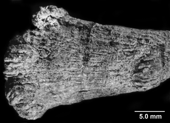 Rhabdopsammia lanquinei, side view Rhabdopsammia lanquinei, side view