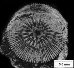 Patelopsammia gurreai, transverse section