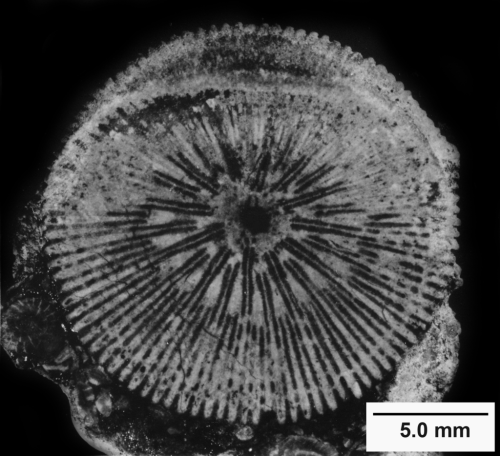 Patelopsammia gurreaui, transverse section