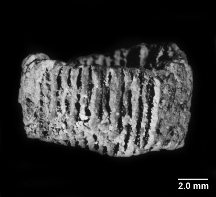 Ilerdopsammia eduardi, side view Ilerdopsammia eduardi, side view
