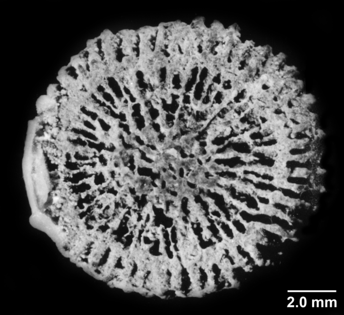 Ilerdopsammia eduardi, basal view Ilerdopsammia eduardi, basal view
