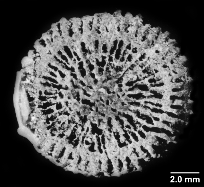 Ilerdopsammia eduardi, basal view