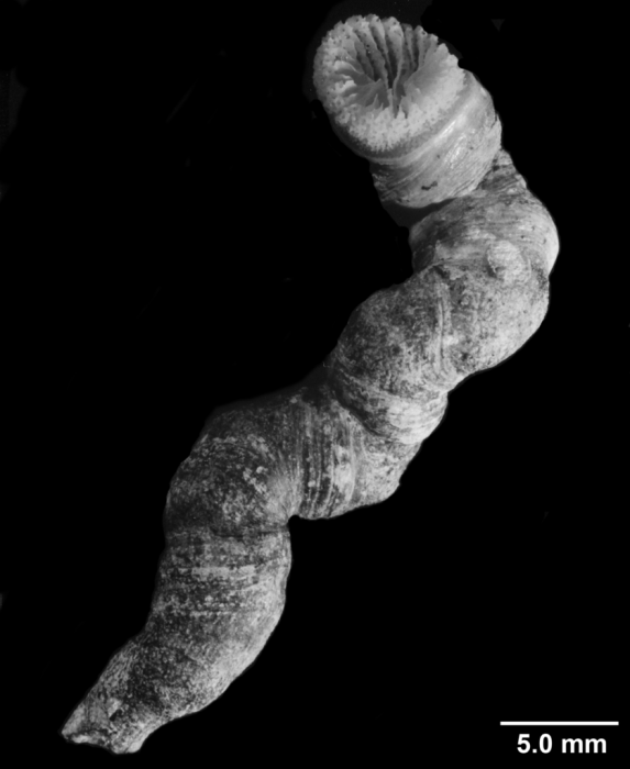 Pourtalopsammia togata Pourtalopsammia togata