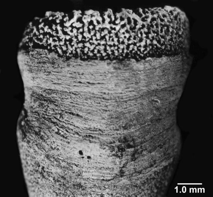 Pourtalopsammia togata, side view Pourtalopsammia togata, side view