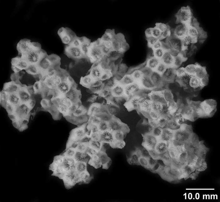 Astrangia poculata, deep water branched colony Astrangia poculata, deep water branched colony