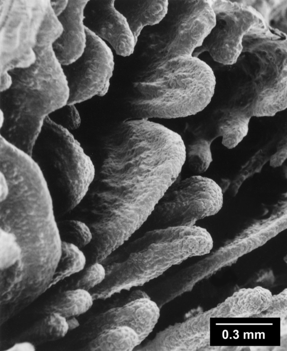 Culicia rubeola - coarse septal lobation Culicia rubeola - coarse septal lobation