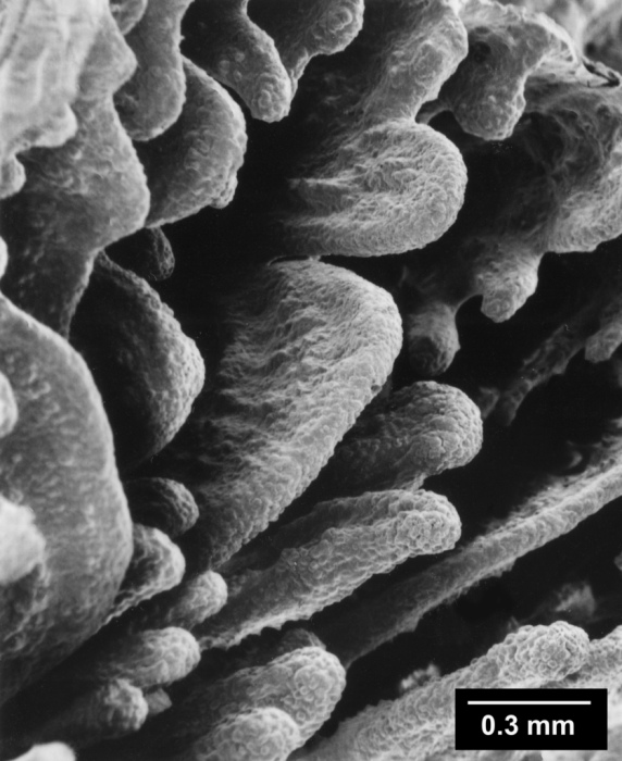 Culicia rubeola - coarse septal lobation