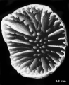 Anthozoa