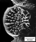 Culicia stellata, view of calice