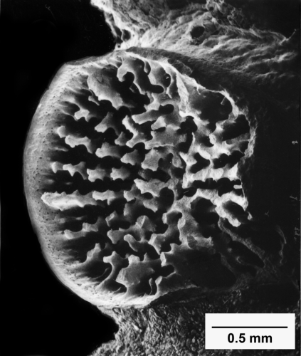 Culicia stellata, view of calice