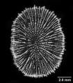 Anthozoa