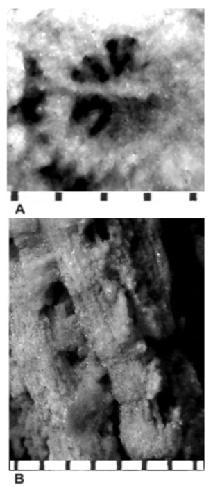 Cladophyllia crenata (Blanckenhorn, 1890), holotype, close-ups