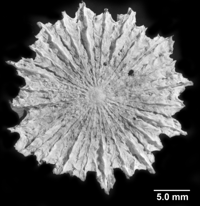Fungiacyathus (Bathyactis) marenzelleri, basal view Fungiacyathus (Bathyactis) marenzelleri, basal view