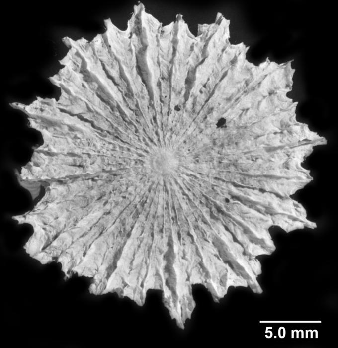 Fungiacyathus (Bathyactis) marenzelleri, basal view